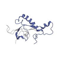 The deposited structure of PDB entry 5juo contains 1 copy of Pfam domain PF01777 (Ribosomal L27e protein family) in Large ribosomal subunit protein eL27A. Showing 1 copy in chain EA.