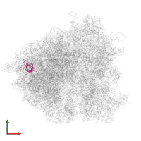 Large ribosomal subunit protein eL33A in PDB entry 5jup, assembly 1, front view.