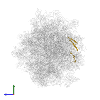 Large ribosomal subunit protein uL29A in PDB entry 5jup, assembly 1, side view.