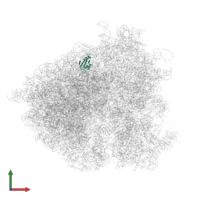 Large ribosomal subunit protein eL38 in PDB entry 5jup, assembly 1, front view.