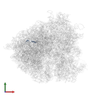 Large ribosomal subunit protein eL39 in PDB entry 5jup, assembly 1, front view.