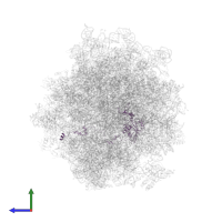 Large ribosomal subunit protein uL4A in PDB entry 5jup, assembly 1, side view.