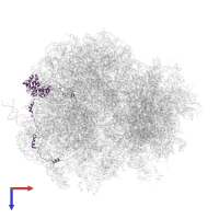 Large ribosomal subunit protein uL4A in PDB entry 5jup, assembly 1, top view.