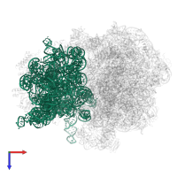 16S ribosomal RNA in PDB entry 5li0, assembly 1, top view.