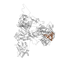 The deposited structure of PDB entry 5lj3 contains 1 copy of Pfam domain PF10598 (RNA recognition motif of the spliceosomal PrP8) in Pre-mRNA-splicing factor 8. Showing 1 copy in chain F [auth A].