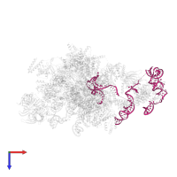 U2 snRNA (small nuclear RNA) in PDB entry 5lj3, assembly 1, top view.