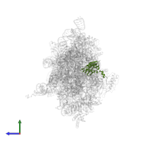 Small ribosomal subunit protein uS5 in PDB entry 5lmt, assembly 1, side view.