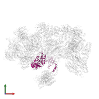 26S proteasome regulatory subunit 7 in PDB entry 5ln3, assembly 1, front view.