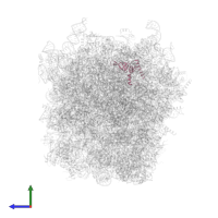 Large ribosomal subunit protein uL24 in PDB entry 5lzx, assembly 1, side view.