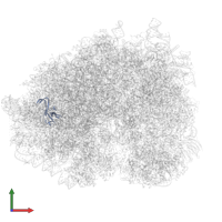 Large ribosomal subunit protein eL33 in PDB entry 5lzx, assembly 1, front view.