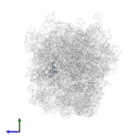 Large ribosomal subunit protein eL33 in PDB entry 5lzx, assembly 1, side view.