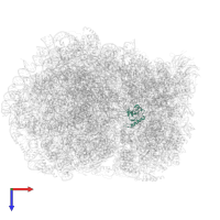 Small ribosomal subunit protein uS19 in PDB entry 5lzx, assembly 1, top view.