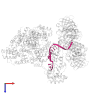 DNA Primer Strand in PDB entry 5m1s, assembly 1, top view.
