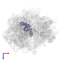 5S ribosomal RNA in PDB entry 5mdw, assembly 1, top view.