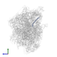 Large ribosomal subunit protein cL37 alpha in PDB entry 5mlc, assembly 1, side view.