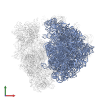 23S ribosomal RNA in PDB entry 5ngm, assembly 1, front view.