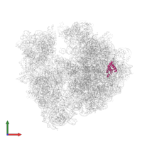 Large ribosomal subunit protein bL20 in PDB entry 5ngm, assembly 1, front view.