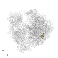 Large ribosomal subunit protein uL23 in PDB entry 5ngm, assembly 1, front view.