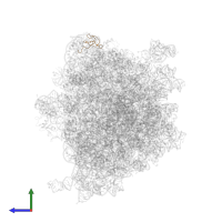 Large ribosomal subunit protein bL31B in PDB entry 5ngm, assembly 1, side view.