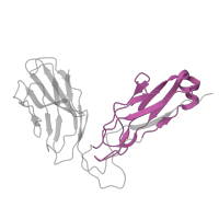 The deposited structure of PDB entry 5nht contains 1 copy of Pfam domain PF07654 (Immunoglobulin C1-set domain) in Ig-like domain-containing protein. Showing 1 copy in chain E [auth B].