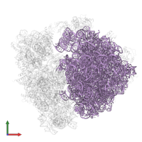 23S ribosomal RNA in PDB entry 5njt, assembly 1, front view.