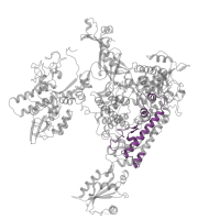 The deposited structure of PDB entry 5oqm contains 1 copy of Pfam domain PF05000 (RNA polymerase Rpb1, domain 4) in DNA-directed RNA polymerase II subunit RPB1. Showing 1 copy in chain A.