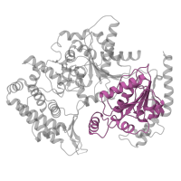 The deposited structure of PDB entry 5oqm contains 1 copy of Pfam domain PF13307 (Helicase C-terminal domain) in General transcription and DNA repair factor IIH helicase subunit XPD. Showing 1 copy in chain W [auth 0].