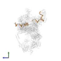 NONTEMPLATE DNA in PDB entry 5oqm, assembly 1, side view.