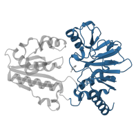 The deposited structure of PDB entry 5q42 contains 1 copy of CATH domain 3.60.15.10 (Metallo-beta-lactamase; Chain A) in DNA cross-link repair 1A protein. Showing 1 copy in chain A.