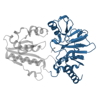 The deposited structure of PDB entry 5q8z contains 1 copy of CATH domain 3.60.15.10 (Metallo-beta-lactamase; Chain A) in DNA cross-link repair 1A protein. Showing 1 copy in chain A.