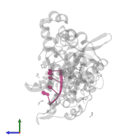 DNA (5'-D(P*GP*CP*CP*G)-3') in PDB entry 5txz, assembly 1, side view.