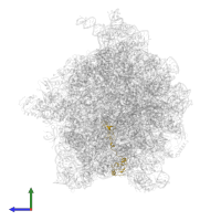 Large ribosomal subunit protein uL15 in PDB entry 5uyq, assembly 1, side view.