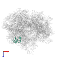 Large ribosomal subunit protein uL13 in PDB entry 5uyq, assembly 1, top view.