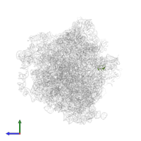 50S ribosomal protein L36 in PDB entry 5v93, assembly 1, side view.