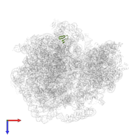 50S ribosomal protein L36 in PDB entry 5v93, assembly 1, top view.