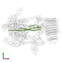 V-type proton ATPase subunit D in PDB entry 5voz, assembly 1, front view.