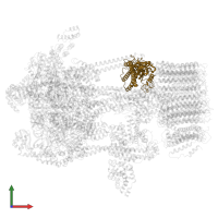 V-type proton ATPase subunit C in PDB entry 5voz, assembly 1, front view.