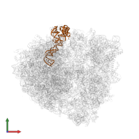 5S ribosomal RNA in PDB entry 5vpp, assembly 2, front view.