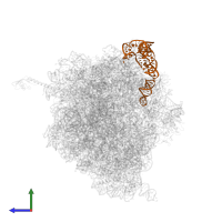 5S ribosomal RNA in PDB entry 5vpp, assembly 2, side view.