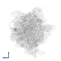 Small ribosomal subunit protein bS18 in PDB entry 5we4, assembly 1, side view.