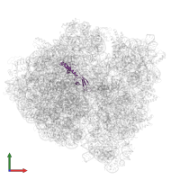 Large ribosomal subunit protein bL9 in PDB entry 5wfs, assembly 1, front view.