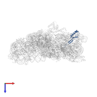 Small ribosomal subunit protein uS10 in PDB entry 5wnu, assembly 1, top view.