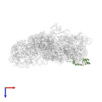 Small ribosomal subunit protein uS13 in PDB entry 5wnu, assembly 1, top view.