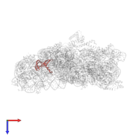 Small ribosomal subunit protein uS17 in PDB entry 5wnu, assembly 1, top view.