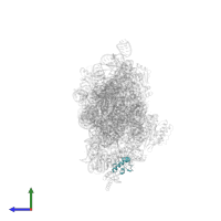 Small ribosomal subunit protein bS18 in PDB entry 5wnu, assembly 1, side view.