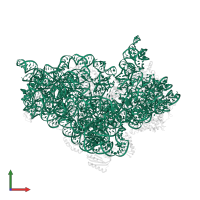 16S Ribosomal RNA rRNA in PDB entry 5wnu, assembly 1, front view.