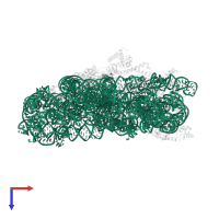 16S Ribosomal RNA rRNA in PDB entry 5wnu, assembly 1, top view.