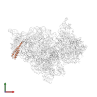 Small ribosomal subunit protein bS20 in PDB entry 5wnu, assembly 1, front view.