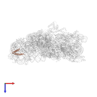 Small ribosomal subunit protein bS20 in PDB entry 5wnu, assembly 1, top view.