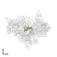 Small ribosomal subunit protein uS5 in PDB entry 5wnu, assembly 1, front view.